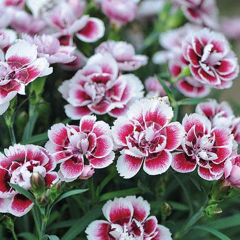 Perennial Carnation Amy 2.5 qt. (4-Pack) - Hercitys