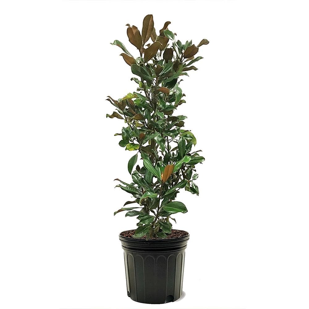 Bracken’s Brown Beauty Southern Magnolia White Flowering Evergreen Tree - Hercitys