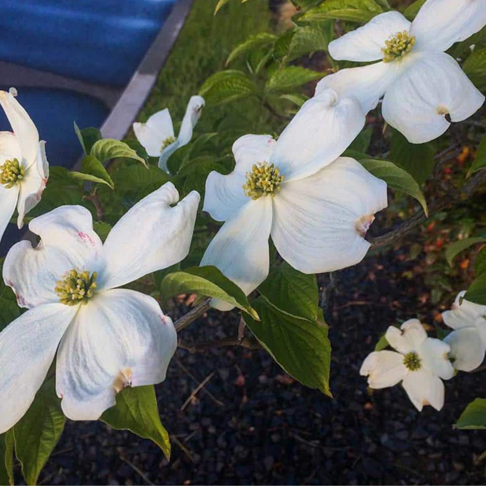 7 Gal. Appalachian Spring Dogwood Flowering Deciduous Tree with White Flowers - Hercitys