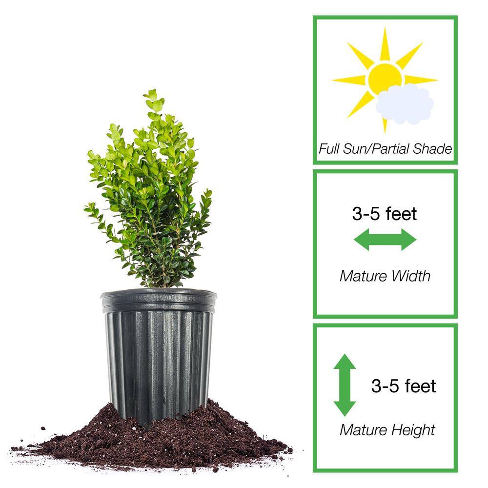 Newgen Freedom Boxwood Shrub in 1 Gal. Grower’s Pot - Hercitys