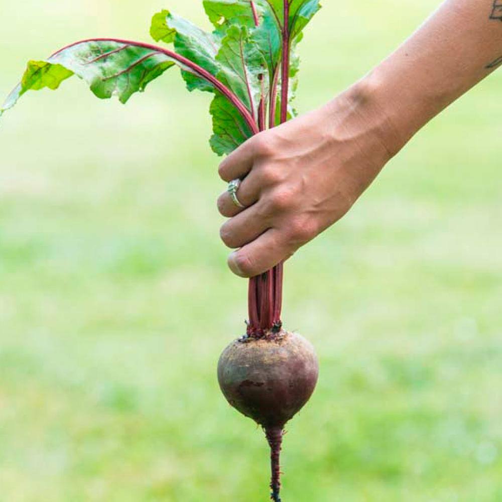 Beet Red Titan Hybrid 15 ft. Seed Tape - Hercitys