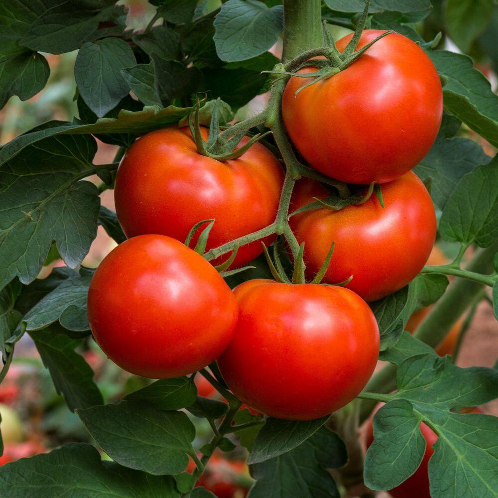 6.1 in. Tomato Healthy Seed Grow Kit - Hercitys