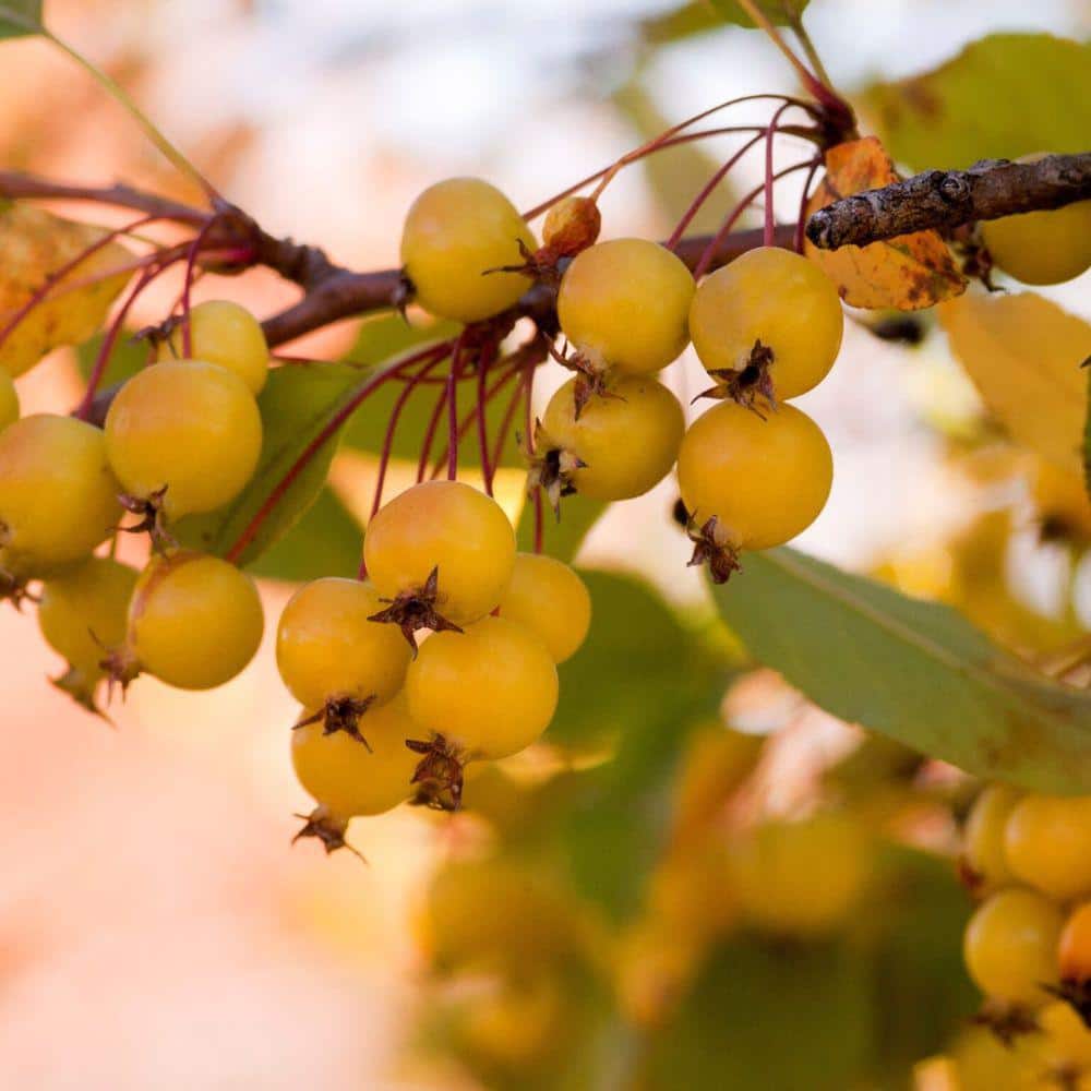 7 Gal. Harvest Gold Crabapple Flowering Deciduous Tree with White Flowers - Hercitys