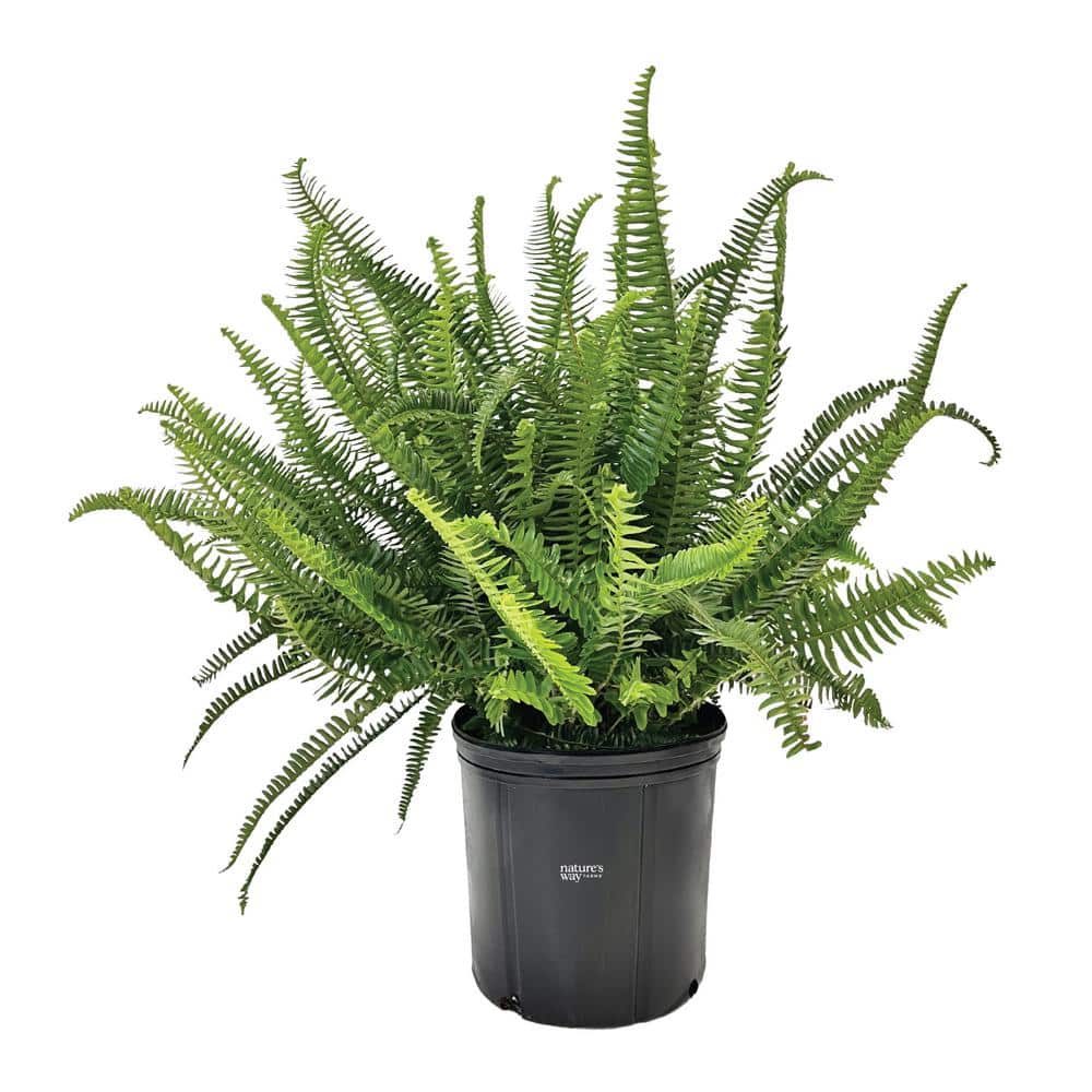 Fern Kimberly Queen Live Outdoor Plant in Growers Pot Average Shipping Height 2-3 Ft. Tall - Hercitys