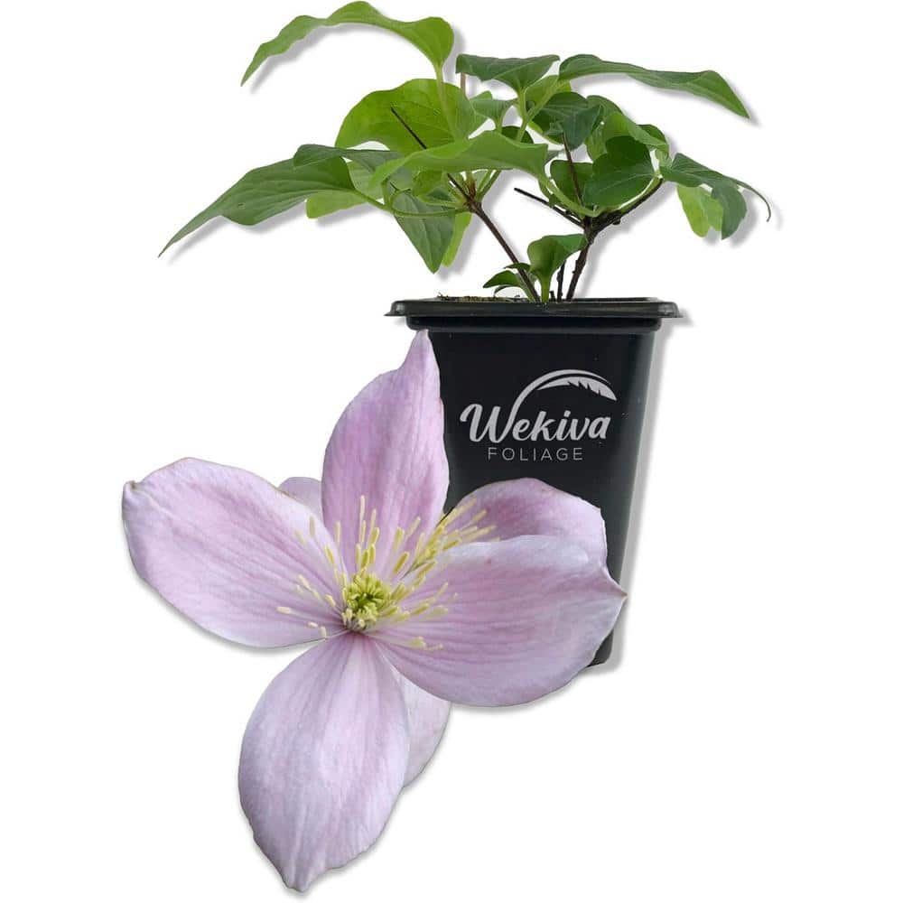 Clematis Montana Rubens-Live Starter Plant in a 2 Inch Growers Pot-Starter Plants Ready for The Garden - Hercitys