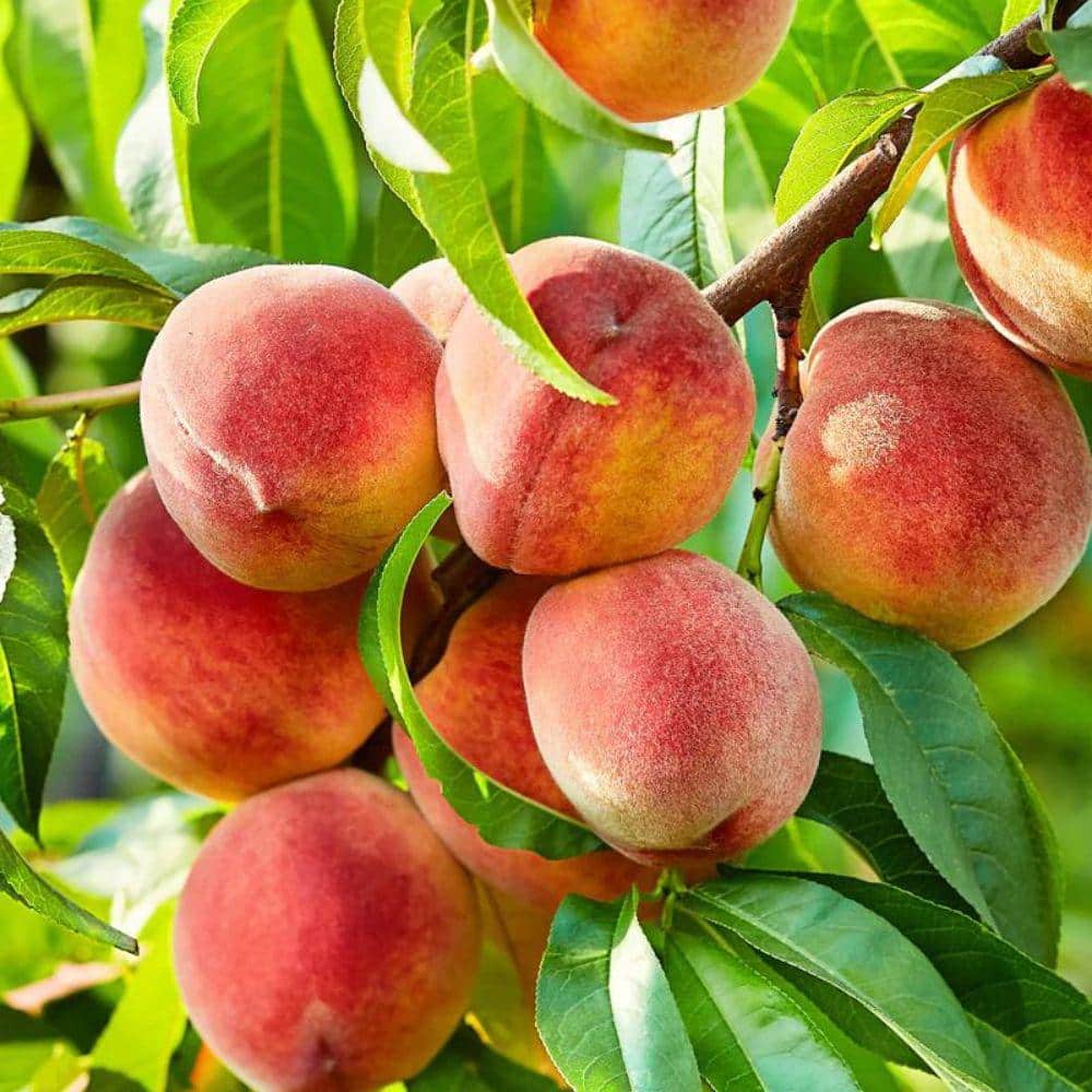 7 Gal. Contender Peach Tree - Hercitys