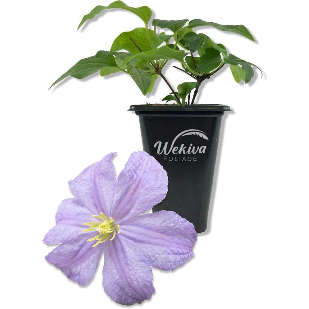 Clematis Prince Charles-Live Starter Plant in a 2 Inch Growers Pot-Starter Plants Ready for The Garden - Hercitys