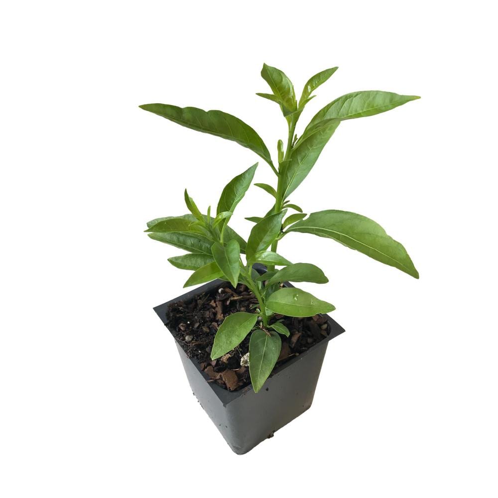 Night Blooming Jasmine 3 Total Plants in 3 Separate 4 in. Pot - Hercitys