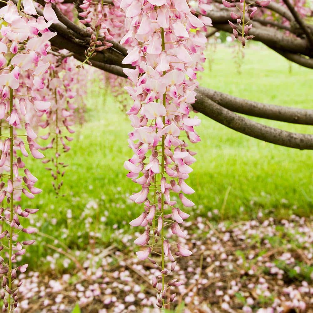 Pink Ice Japanese Wisteria Vine Deciduous Flowering Plant, Grown in a 1 Gal. Pot (1-Pack) - Hercitys