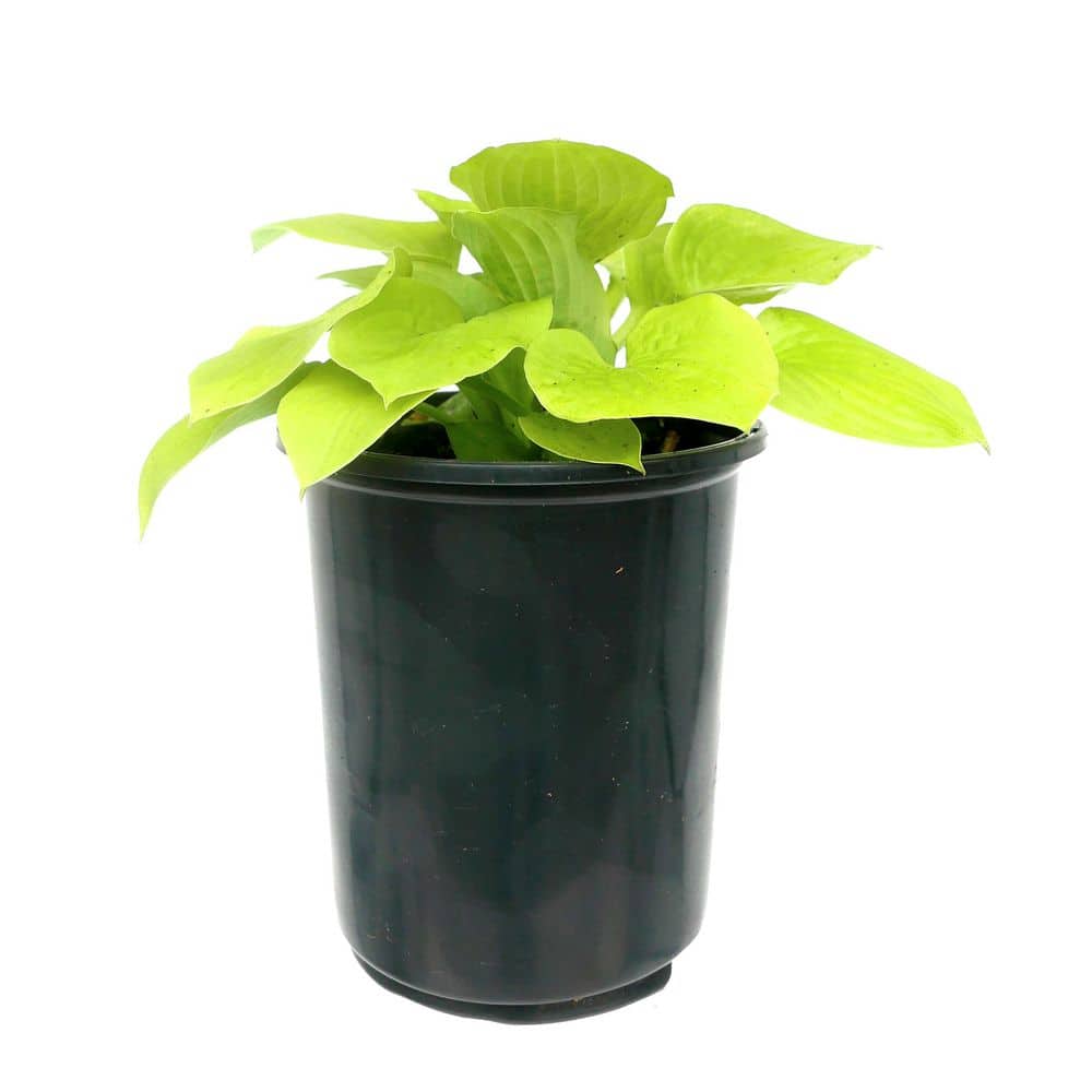 Perennial Hosta Glad Tidings 2.5 qt. (1-Pack) - Hercitys