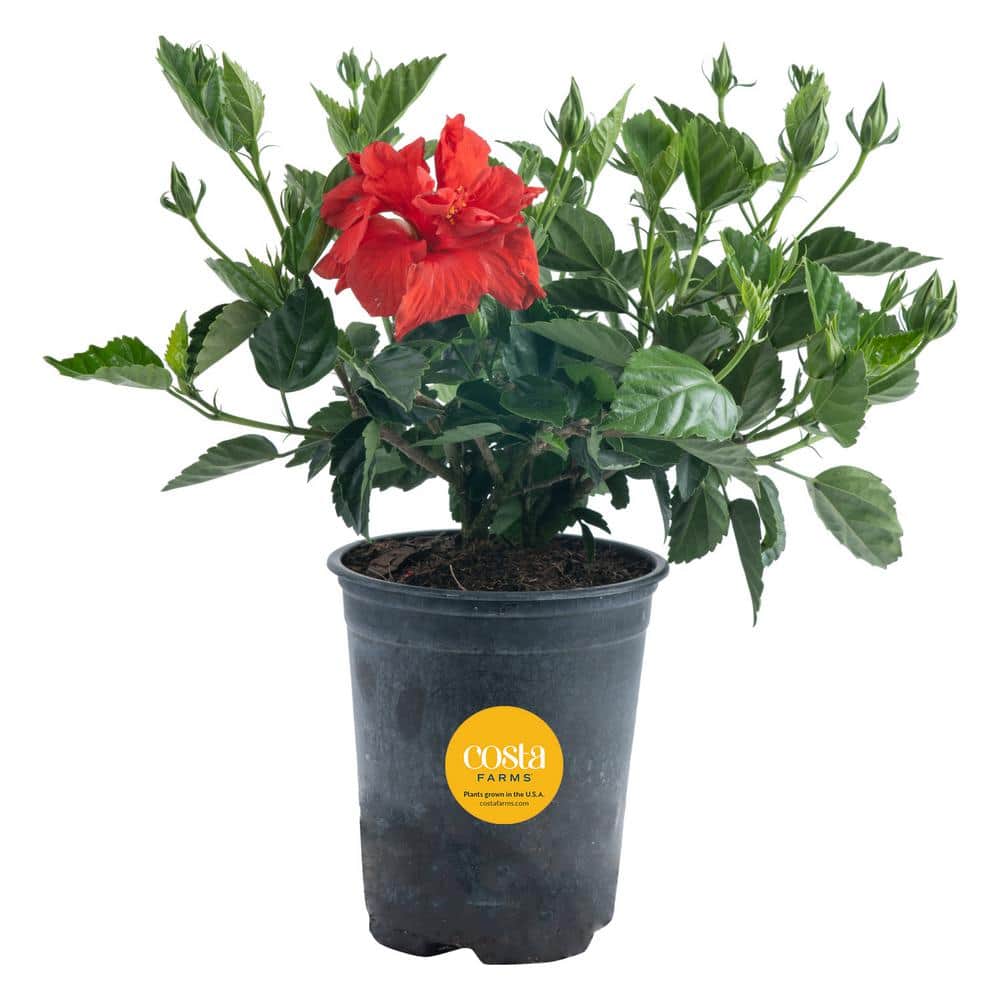 Grower’s Choice Outdoor Hibiscus Bush Plant in 2.5 qt. Grower Pot, Avg. Shipping Height 18-24 in. - Hercitys