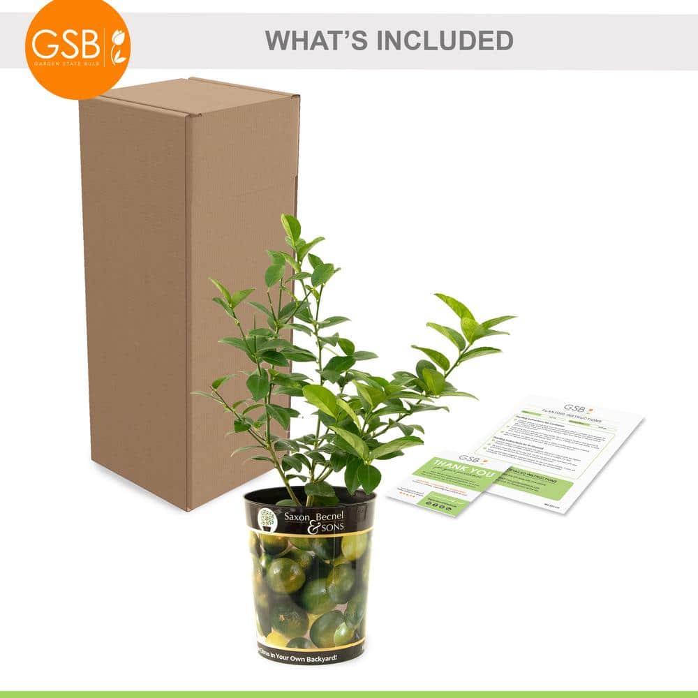 Persian Lime Tree Live Plant (1 gal. Pot) - Hercitys