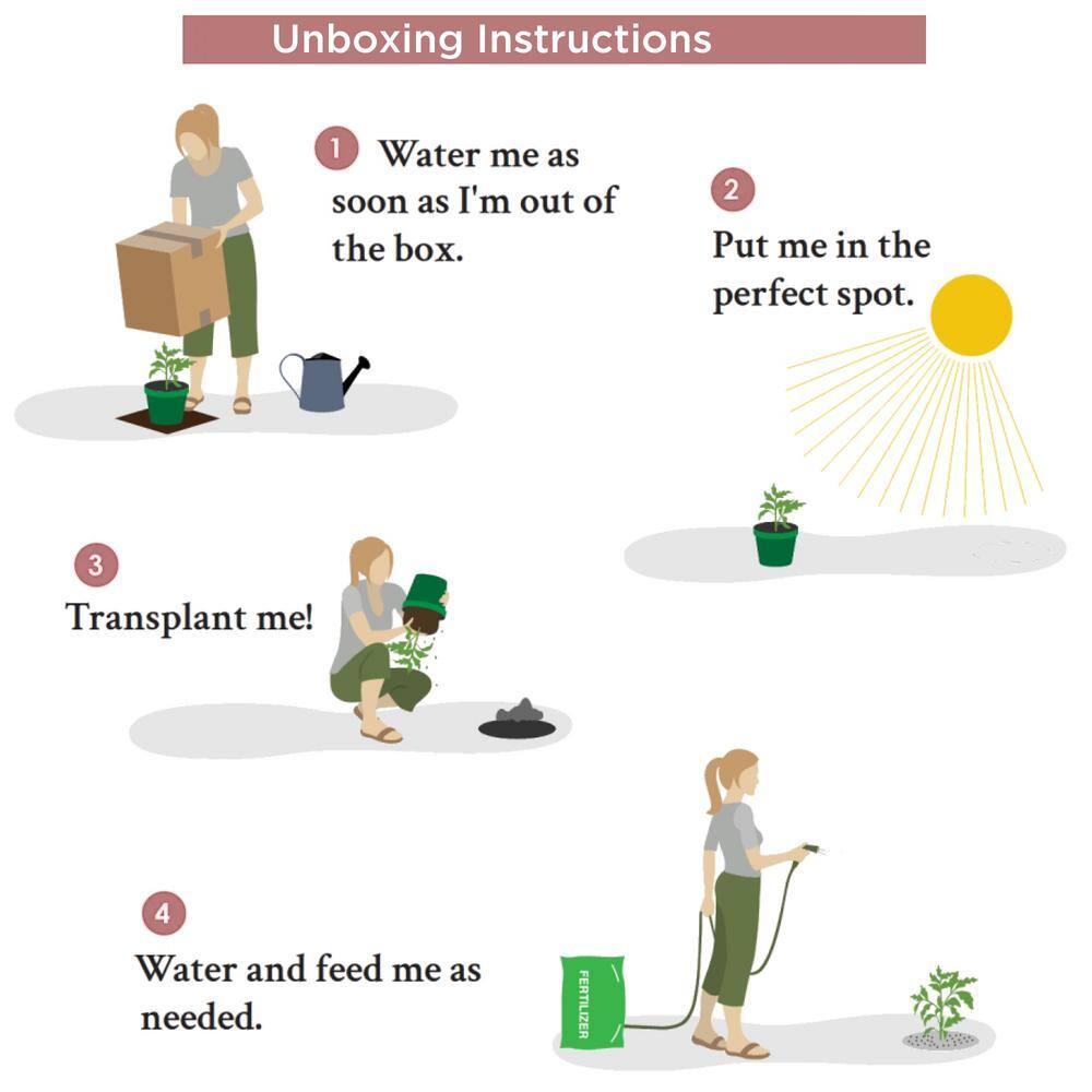 Bareroot Asparagus Mary Washington Perennial Plant (4-Pack) - Hercitys