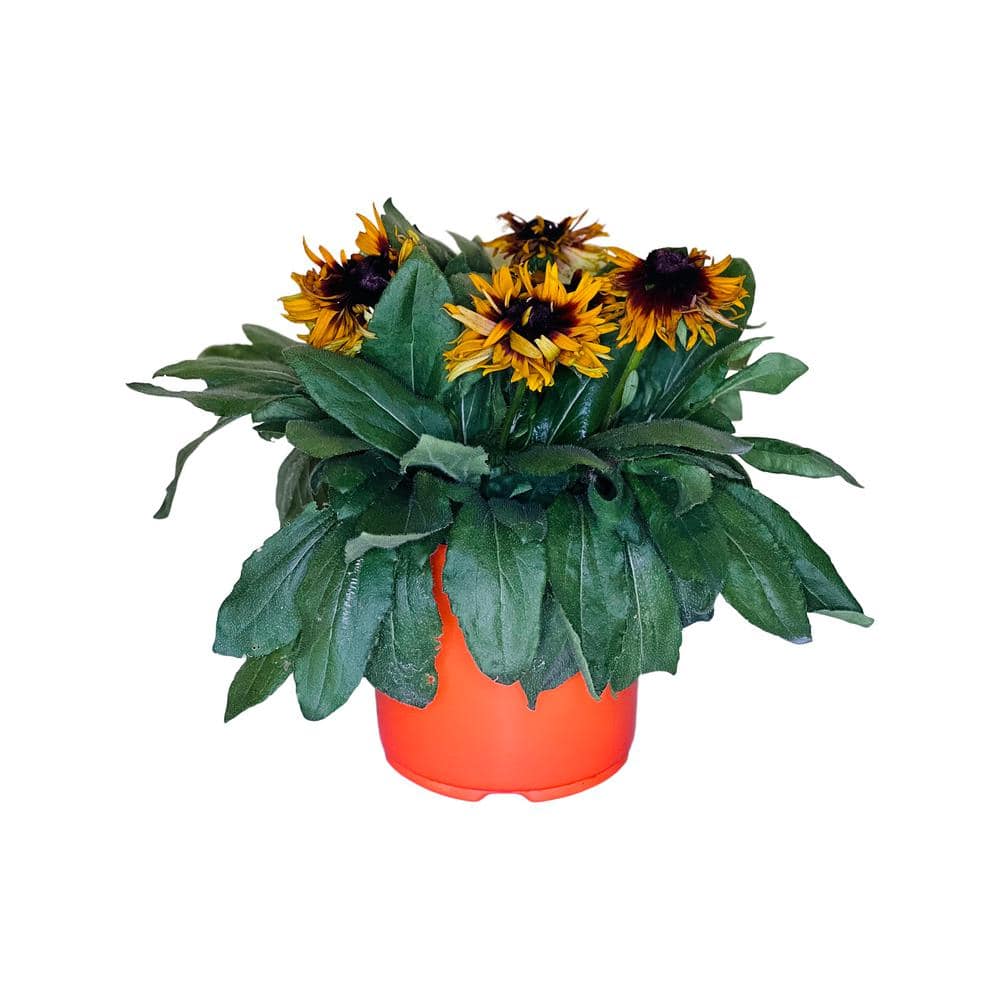 8.25 in. 1.5 Gal. Rudbeckia Plant Yellow Flower in Grower’s Pot - Hercitys