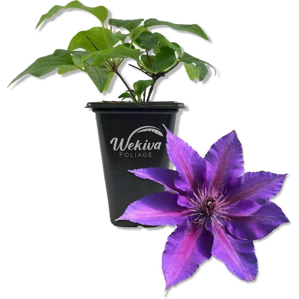 Clematis Edda-Live Starter Plant in a 2 Inch Growers Pot-Starter Plants Ready for The Garden-Rare Clematis - Hercitys