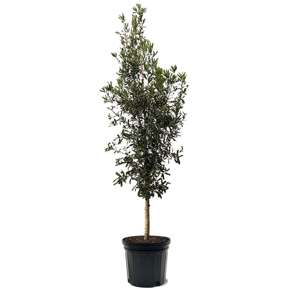 7 Gal. Live Oak Shade Tree - Hercitys