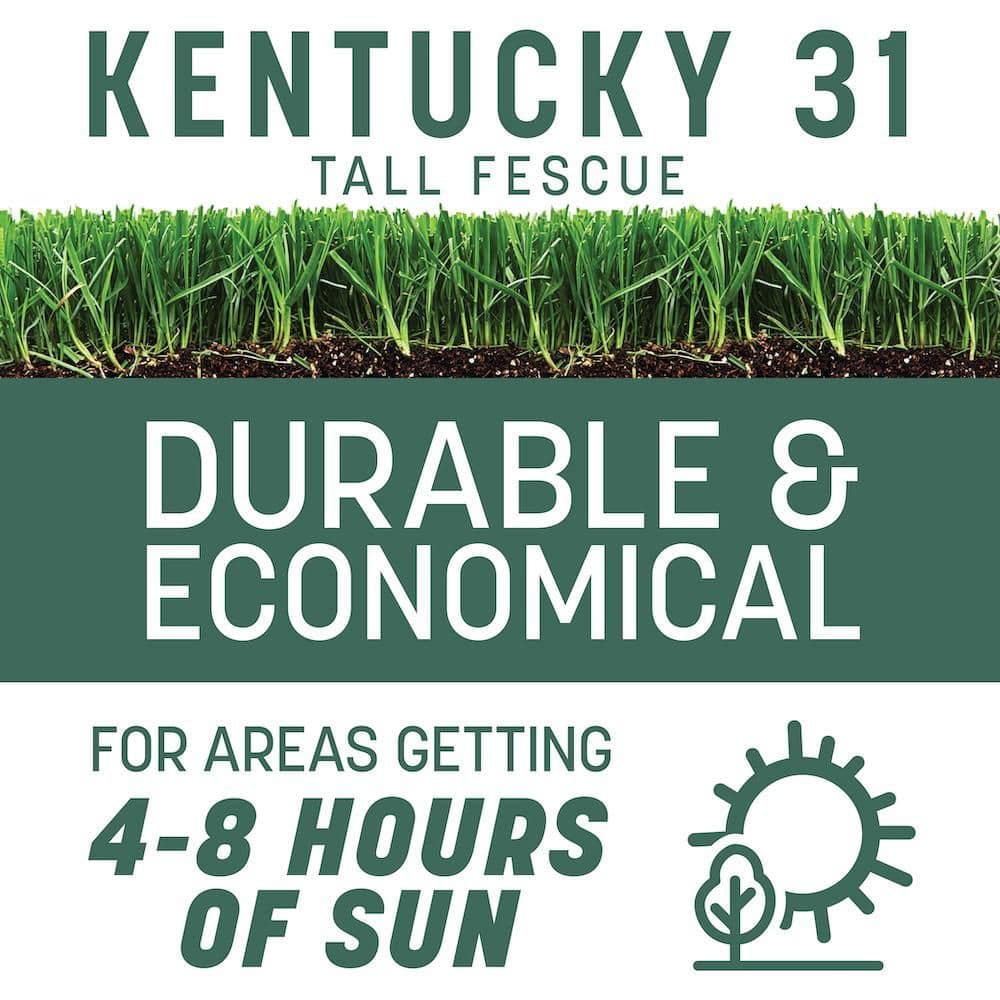 Kentucky 31 Tall Fescue 20 lb. 4,000 sq. ft. Grass Seed - Hercitys