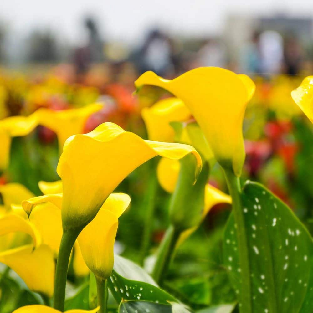 Calla Lily Sun Club Bulb (3-Pack) - Hercitys