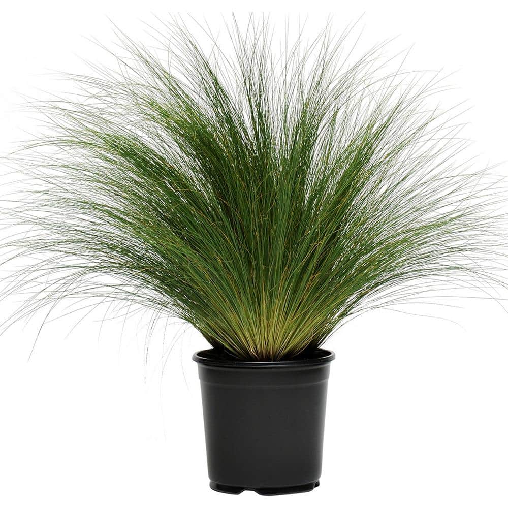 Perennial Grass Stipa Pony Tails 2.5 qt. - Hercitys