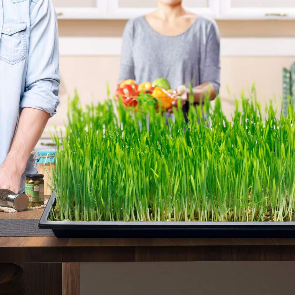 Heavy Duty Plant Nursery Seed Starter Trays for 72/128 Cell Plug Transplant Growing Microgreens Without Holes 10-Pack - Hercitys