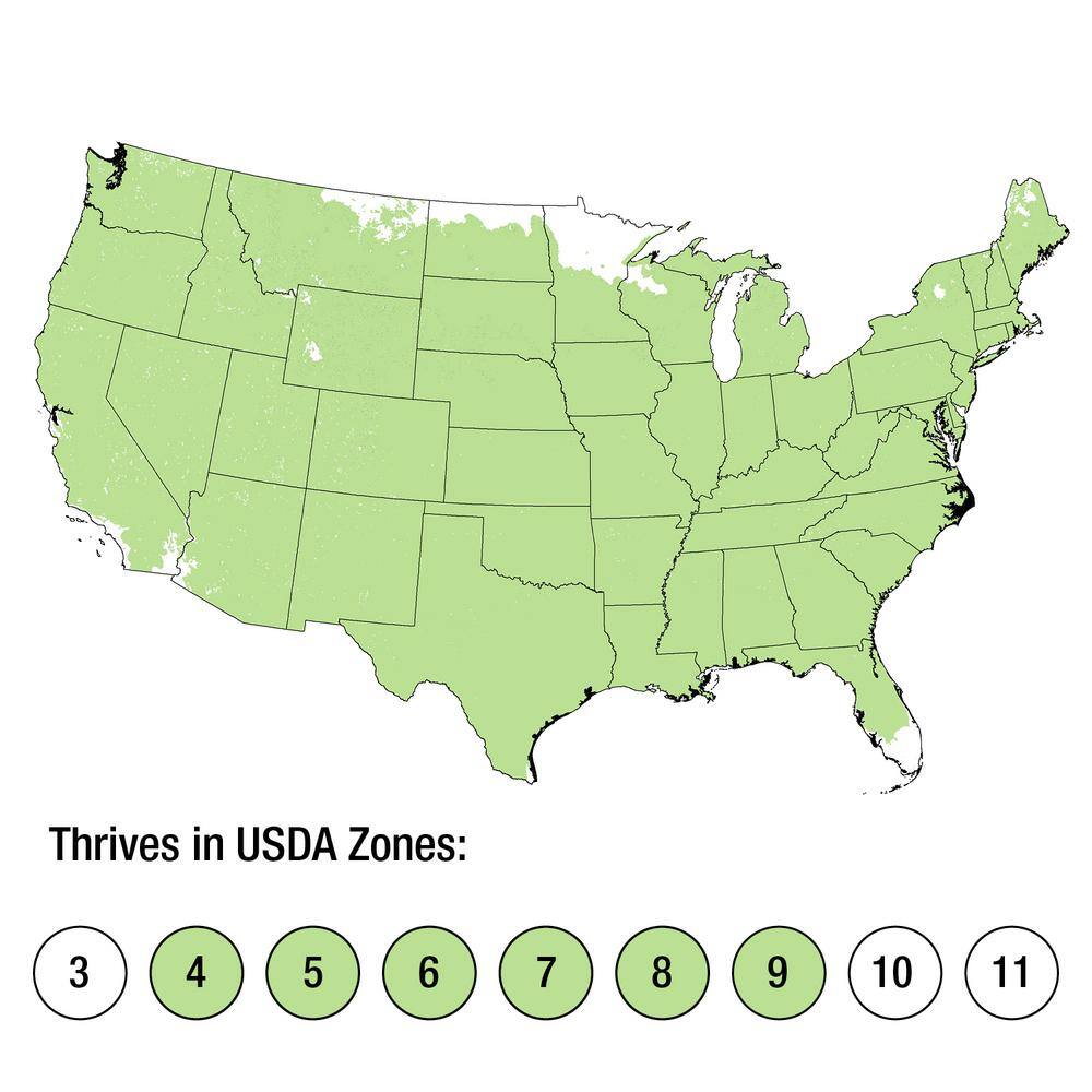 Vinca Minor 3-1/4 in. Pots (54-Pack) – Blooming Groundcover Plant - Hercitys