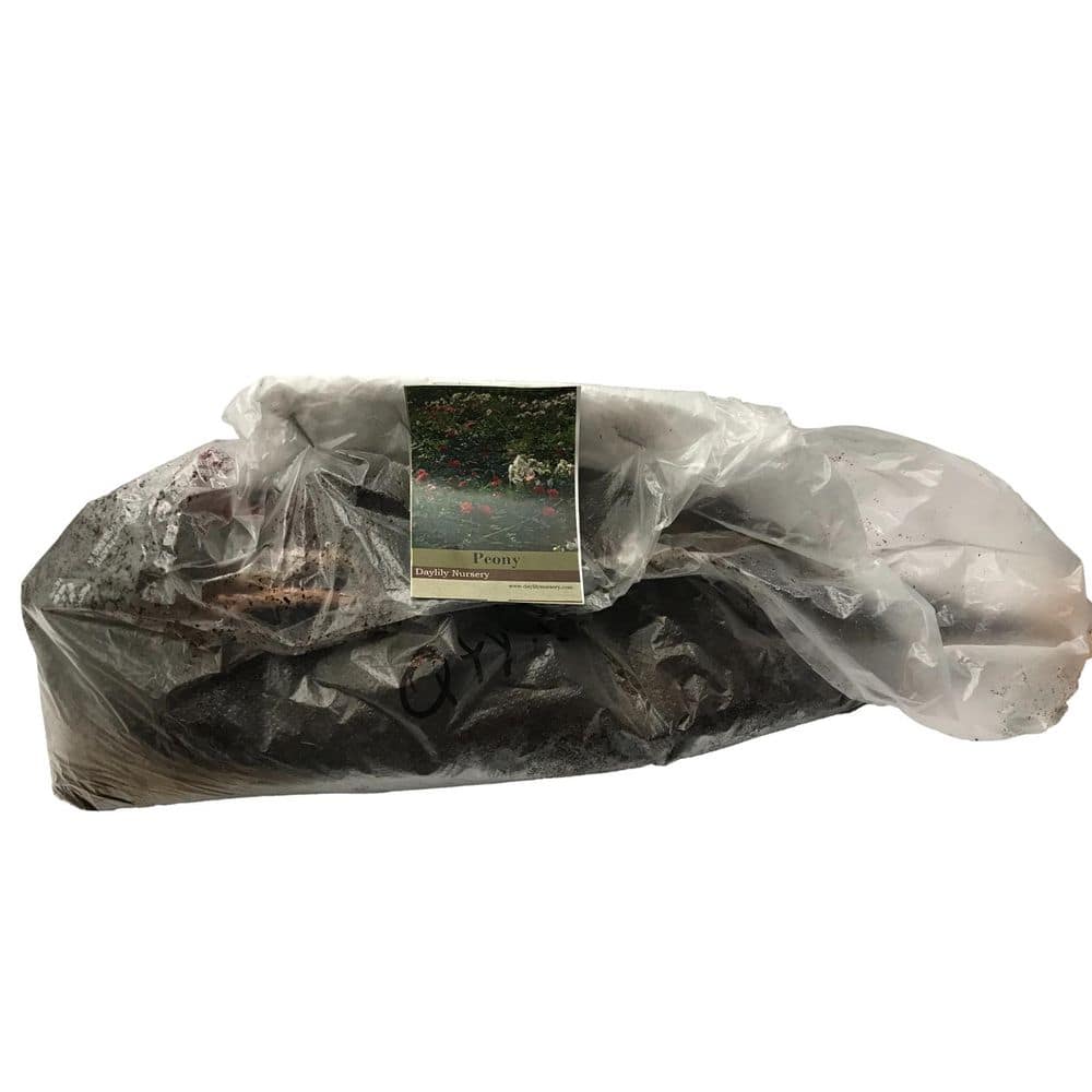 Cotton Candy Mix Bareroot Peony Plants (3-Pack) - Hercitys