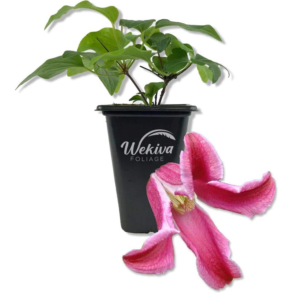 Clematis Etoile Rose-Live Starter Plant in a 2 Inch Growers Pot-Starter Plants Ready for The Garden - Hercitys