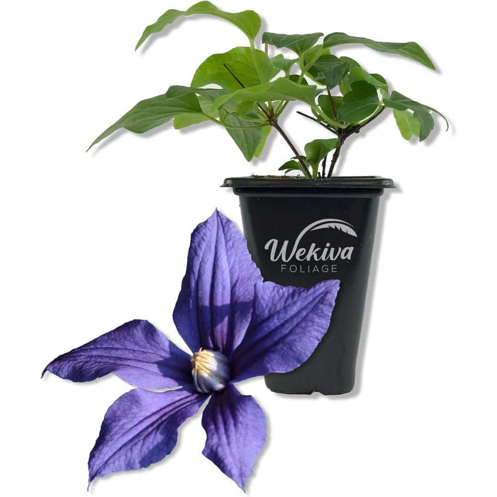 Clematis Durandii-Live Starter Plant in a 2 Inch Growers Pot-Starter Plants Ready for The Garde - Hercitys