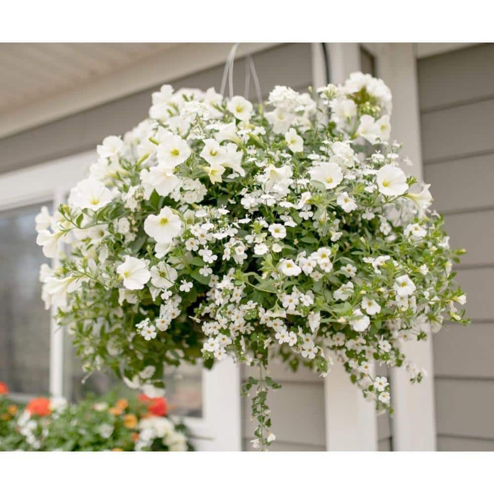 Gardenia Hanging Basket-Live Plant in a 10 Inch Hanging Pot-Gardenia Jasminoides-Beautiful and Stunning Flowering - Hercitys