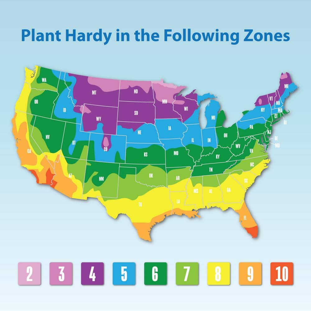 Lantana Dallas Red Garden Outdoor Plant in 2.5 qt. Grower Pot - Hercitys