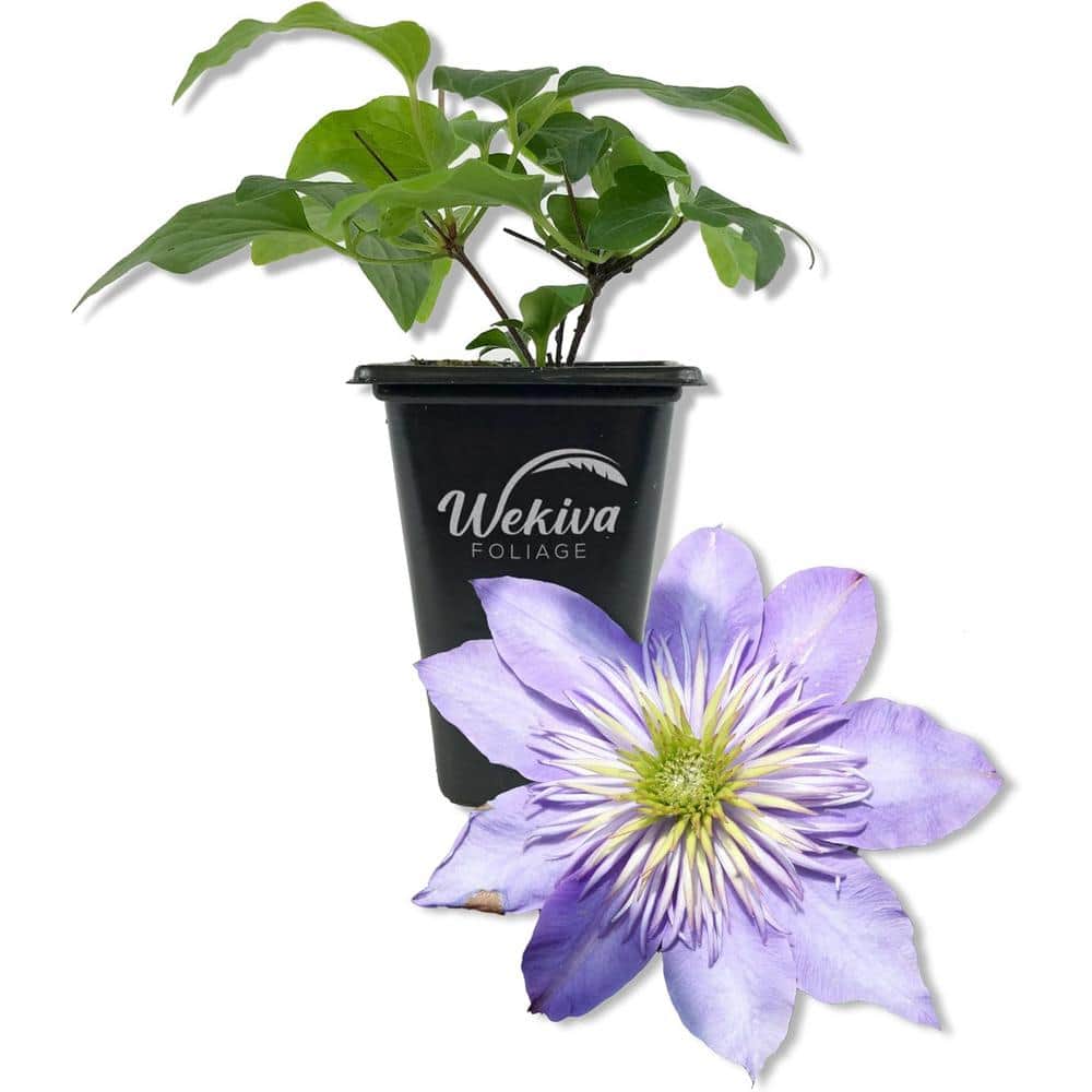 Clematis Diamantina-Live Starter Plant in a 2 Inch Growers Pot-Starter Plants Ready for The Garden - Hercitys