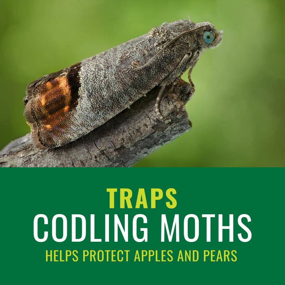Outdoor Codling Moth Pheromone Trap, Ready-To-Use (1-Pack) - Hercitys