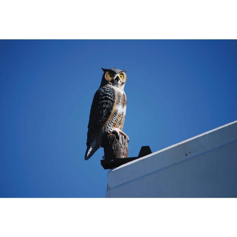 Rotating Scare Owl No Sound - Hercitys