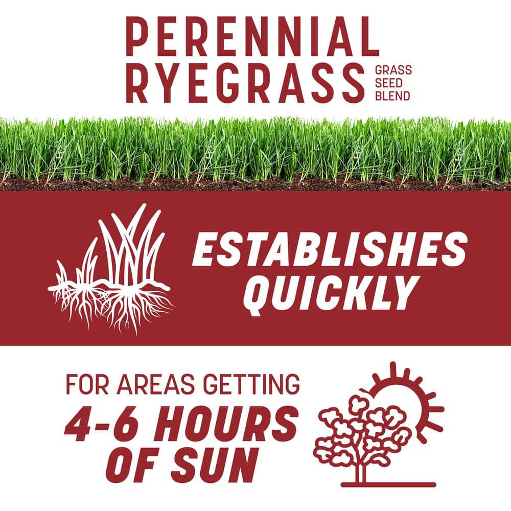 Smart Seed Perennial Ryegrass 3 lb. 750 sq. ft. Grass Seed Blend and Lawn Fertilizer - Hercitys