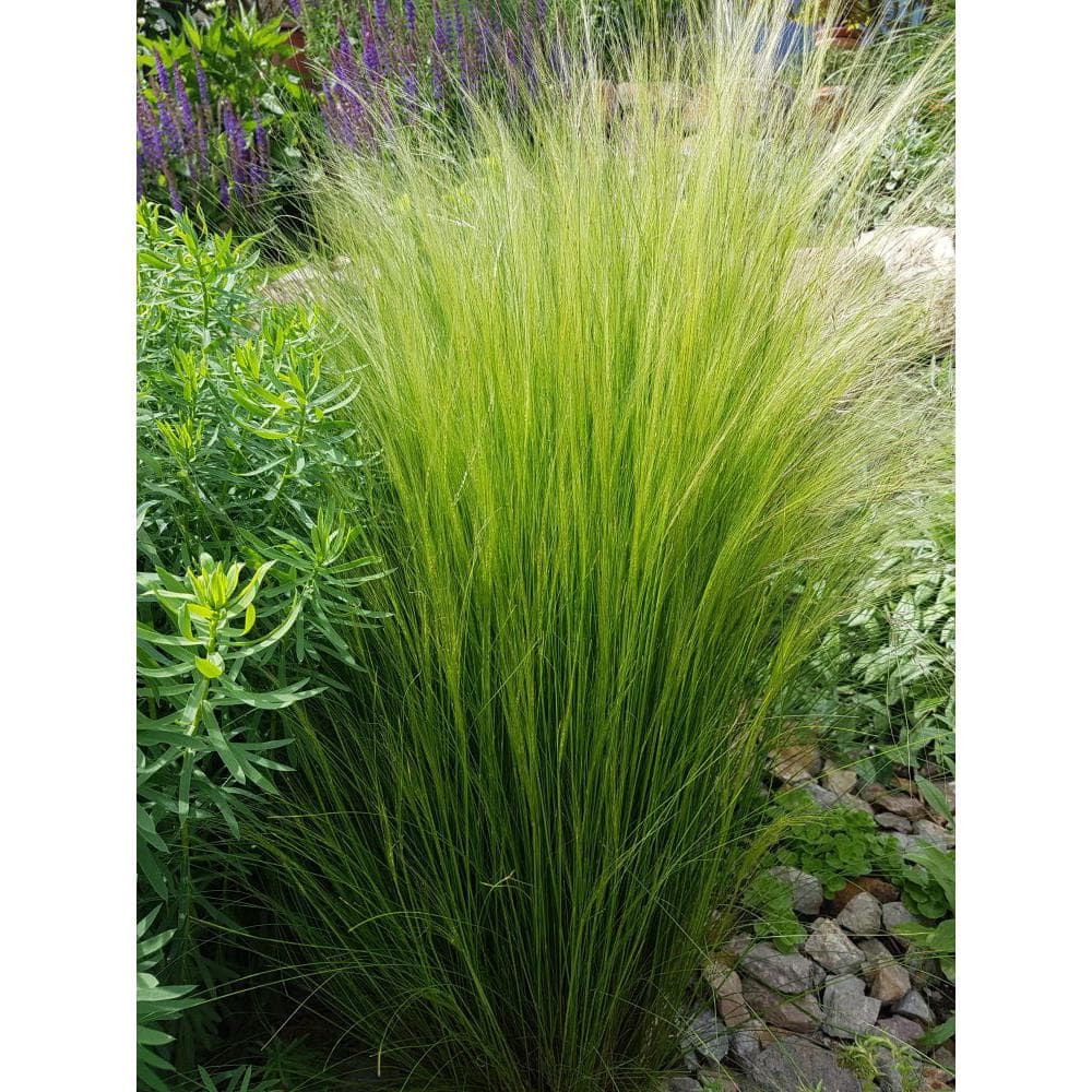 Perennial Grass Stipa Pony Tails 2.5 qt. - Hercitys