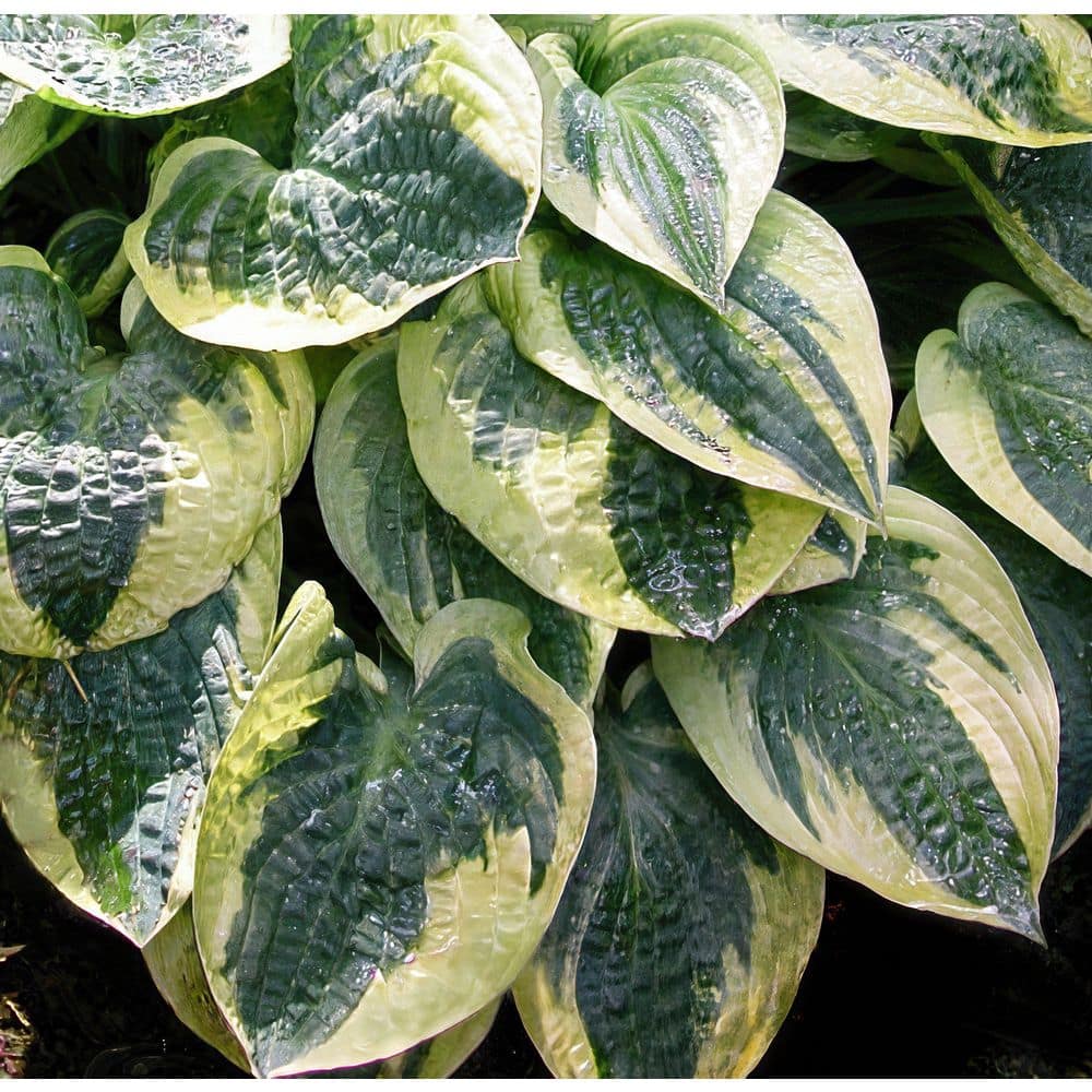 Bare Root Hosta Wide Brim (3-Pack) - Hercitys