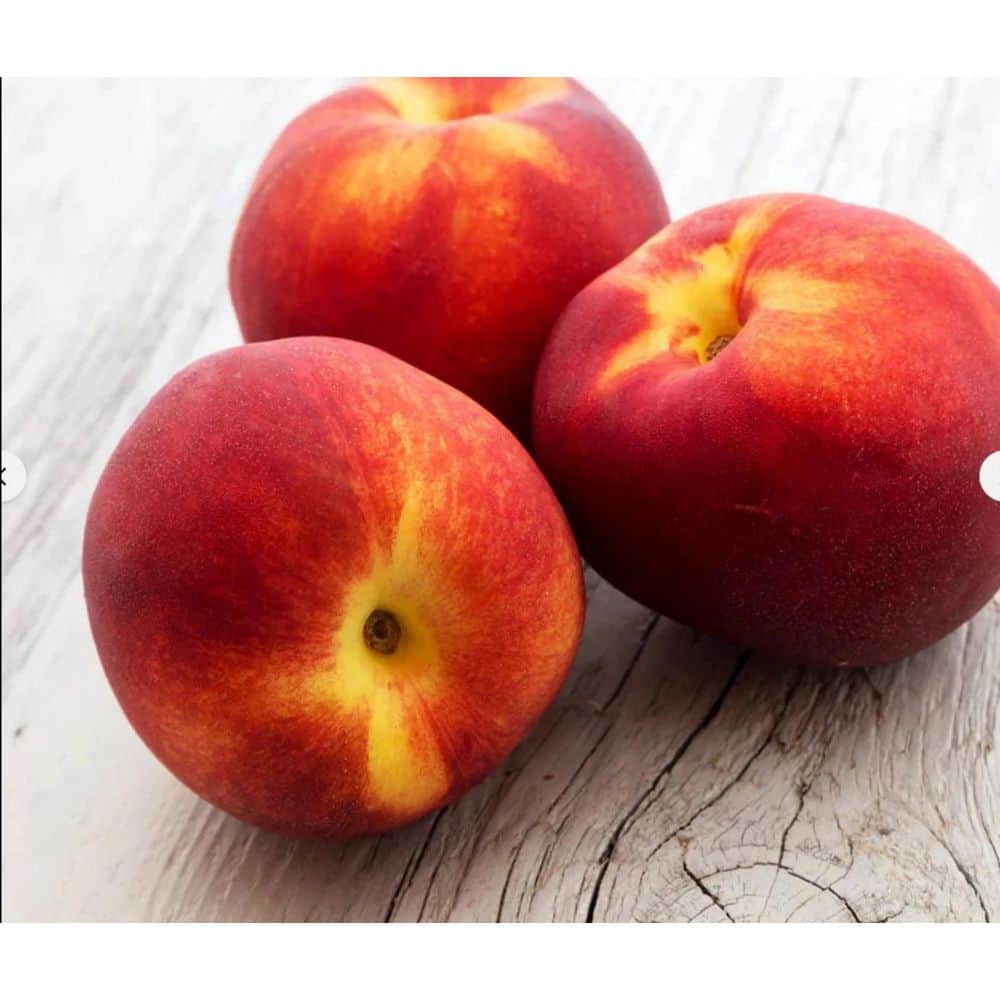 Semi Dwarf SunGlo Nectarine Tree – 3 ft. - Hercitys