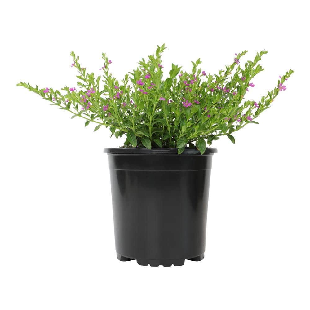 Cuphea Hyssopifolia Lavender Garden Outdoor Plant in 2.5 qt. Grower Pot - Hercitys