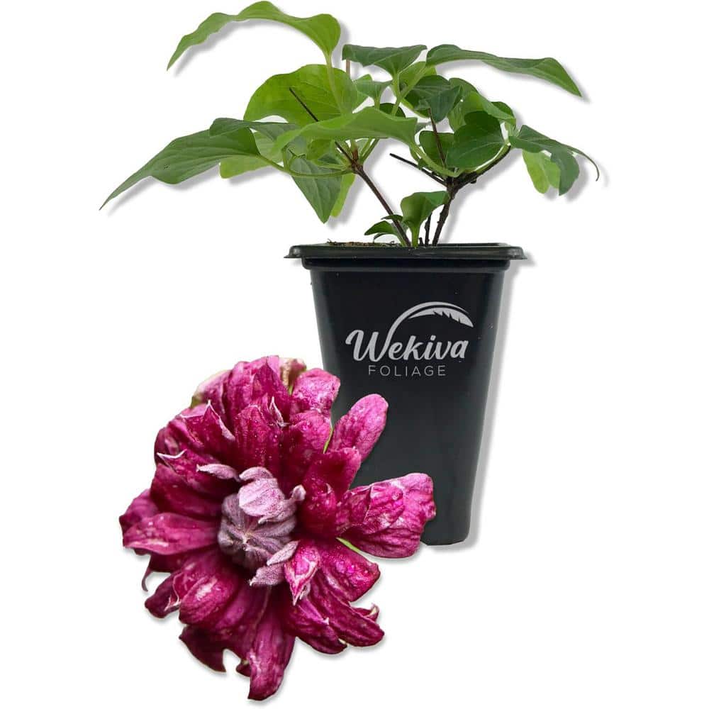 Clematis Purpurea Plenas Elegans-Live Starter Plant in a 2 Inch Growers Pot-Starter Plants Ready for The Garden - Hercitys