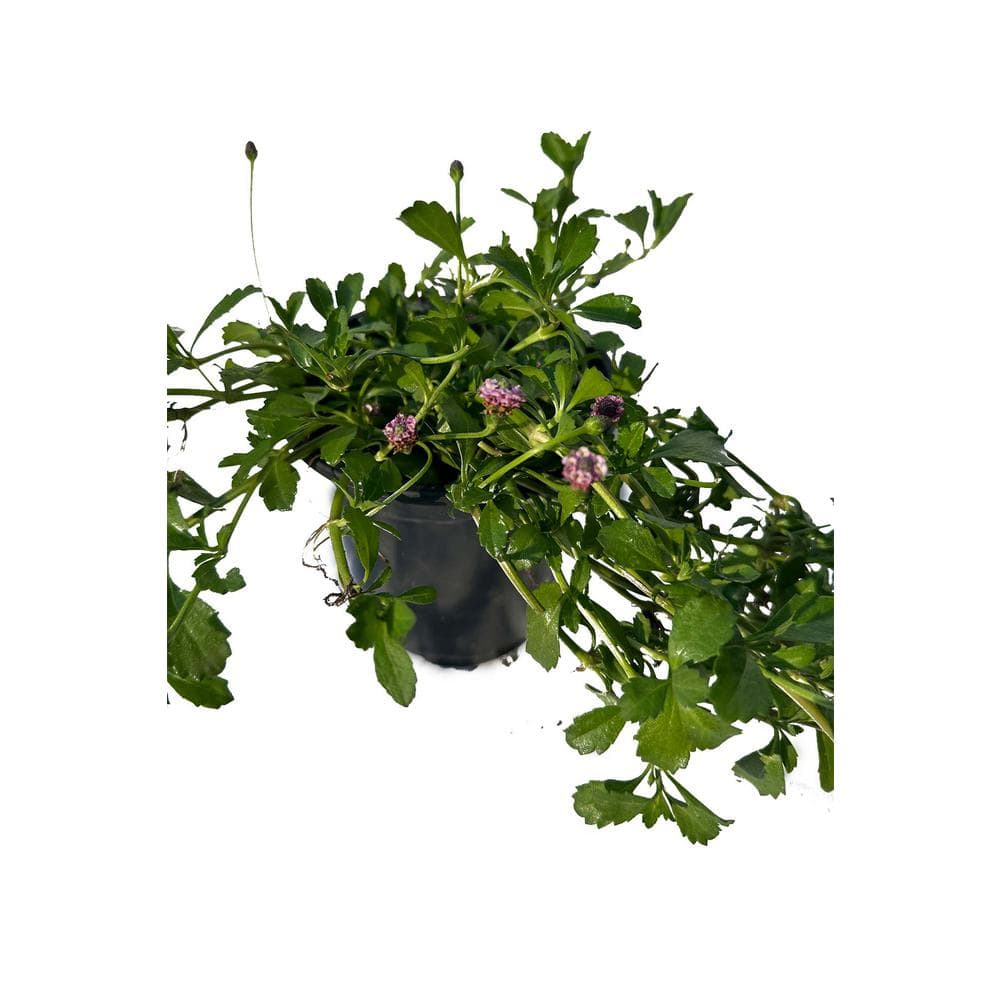 Turkey Tangle Frogfruit Plants Flooding Tolerent Pet-Safe Spreading in Pots (1-Pack) - Hercitys