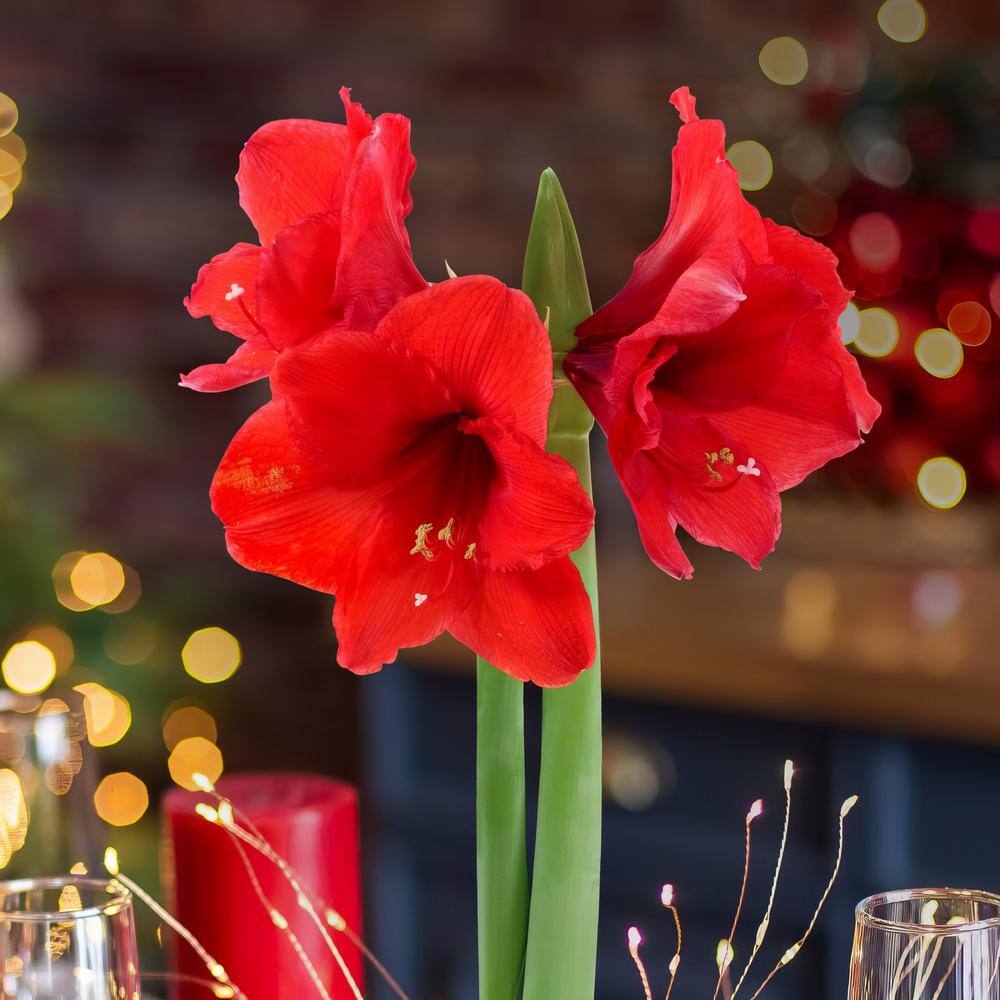 Red Waxed Amaryllis Bulb Happy Holidays with Red Flowers - Hercitys
