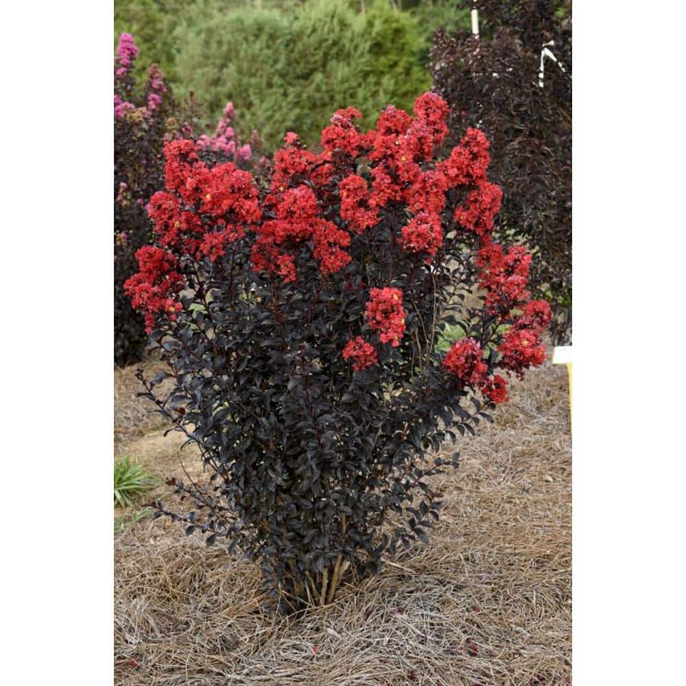 7 Gal. Sunset Magic Crape Myrtle Flowering Deciduous Tree with Red Flowers - Hercitys
