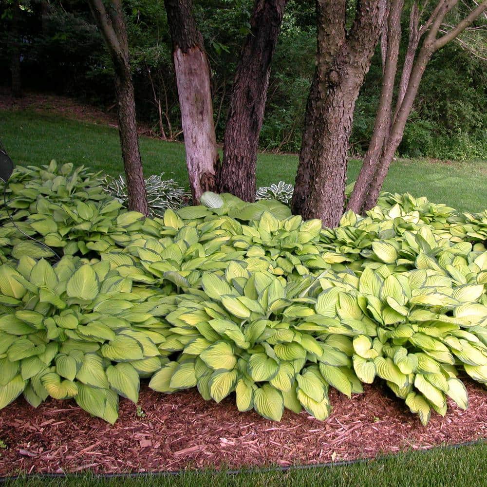 Bare Root Gold Standard Hosta Perennial Plant with Green Foliage ( 3-piece ) - Hercitys