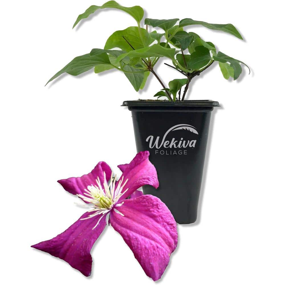 Clematis Madame Julia Correvon-Live Starter Plant in a 2 Inch Pot-Starter Plants-Beautiful Maroon Flowering Vine - Hercitys