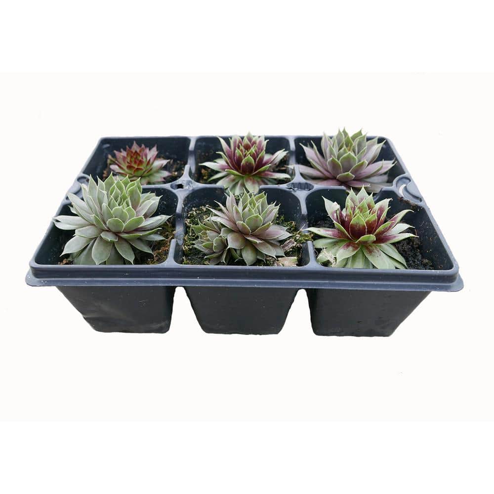 Perennial Sempervivum Assorted Groundcover (6-Pack) - Hercitys