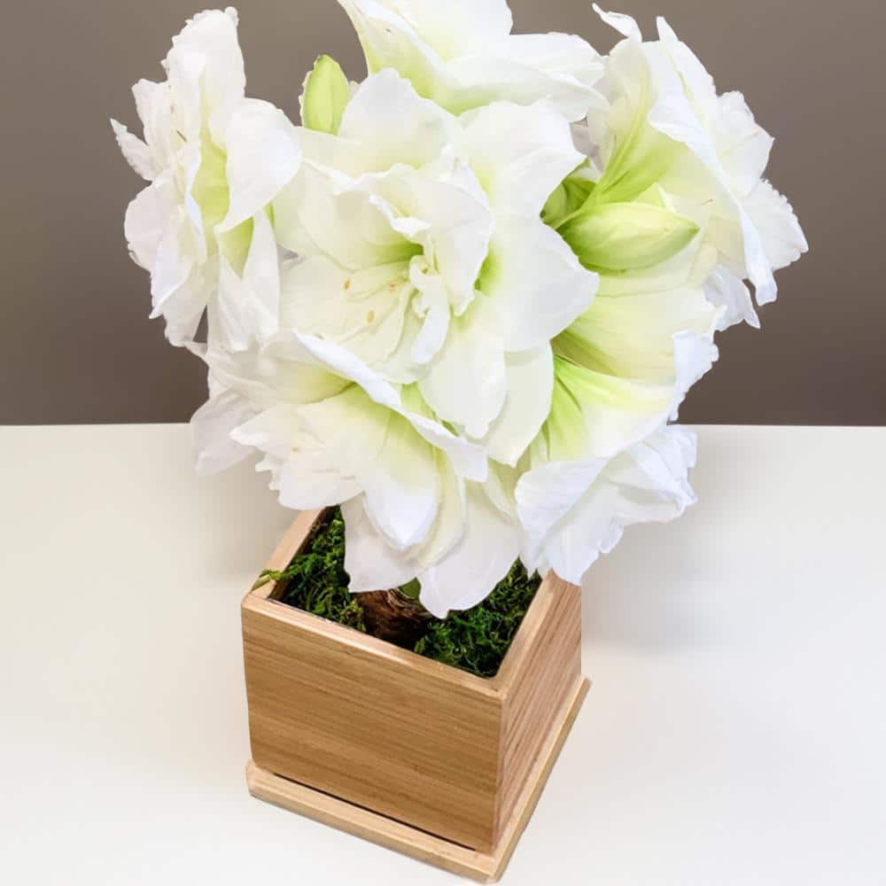 Double-Blooming White Alfresco Amaryllis Bulb in Sustainable Desktop Bamboo Planter - Hercitys