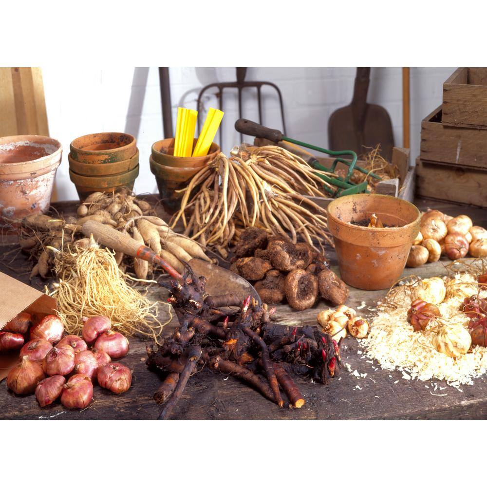 Poppies Mixed Roots (Pack of 5) - Hercitys