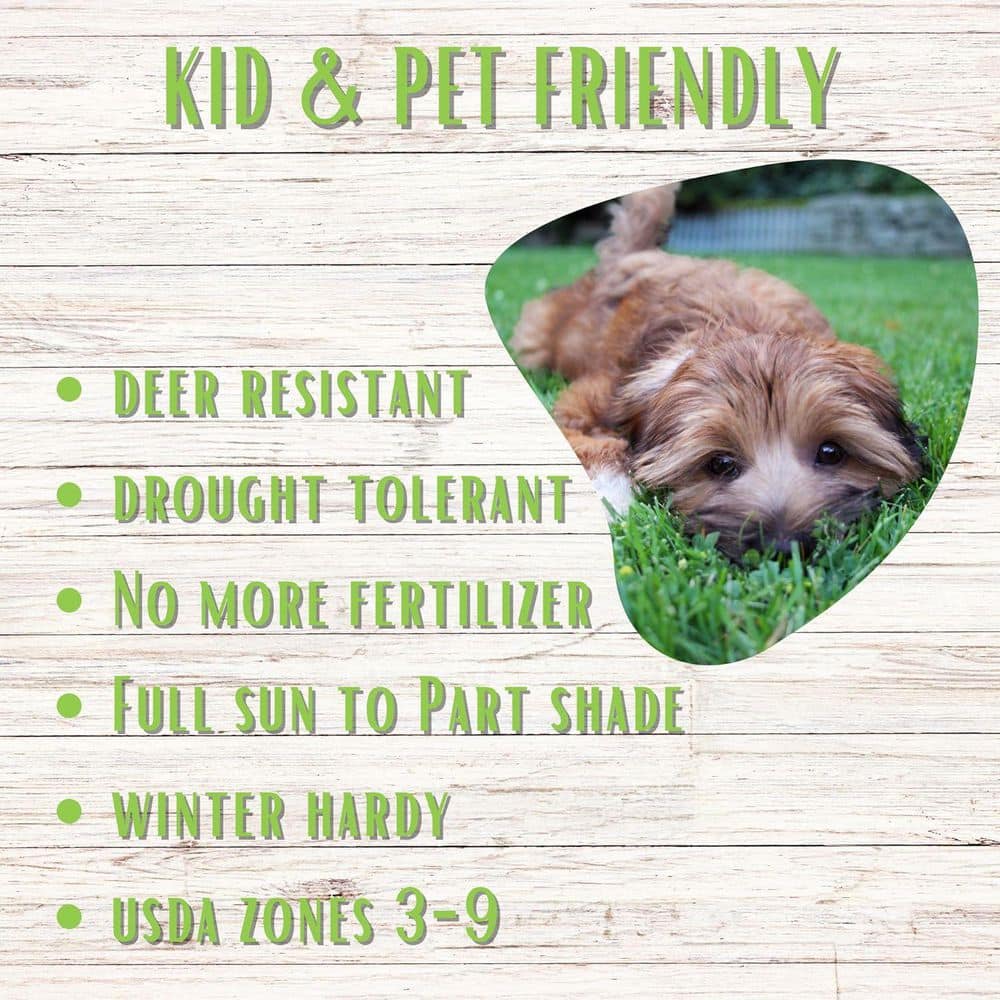 Micro Clover Alternative Grass Seed, Org Coated, Eco-Friendly, Low Growing, Low Mnt, Covers Up to 500 Sq. ft. - Hercitys