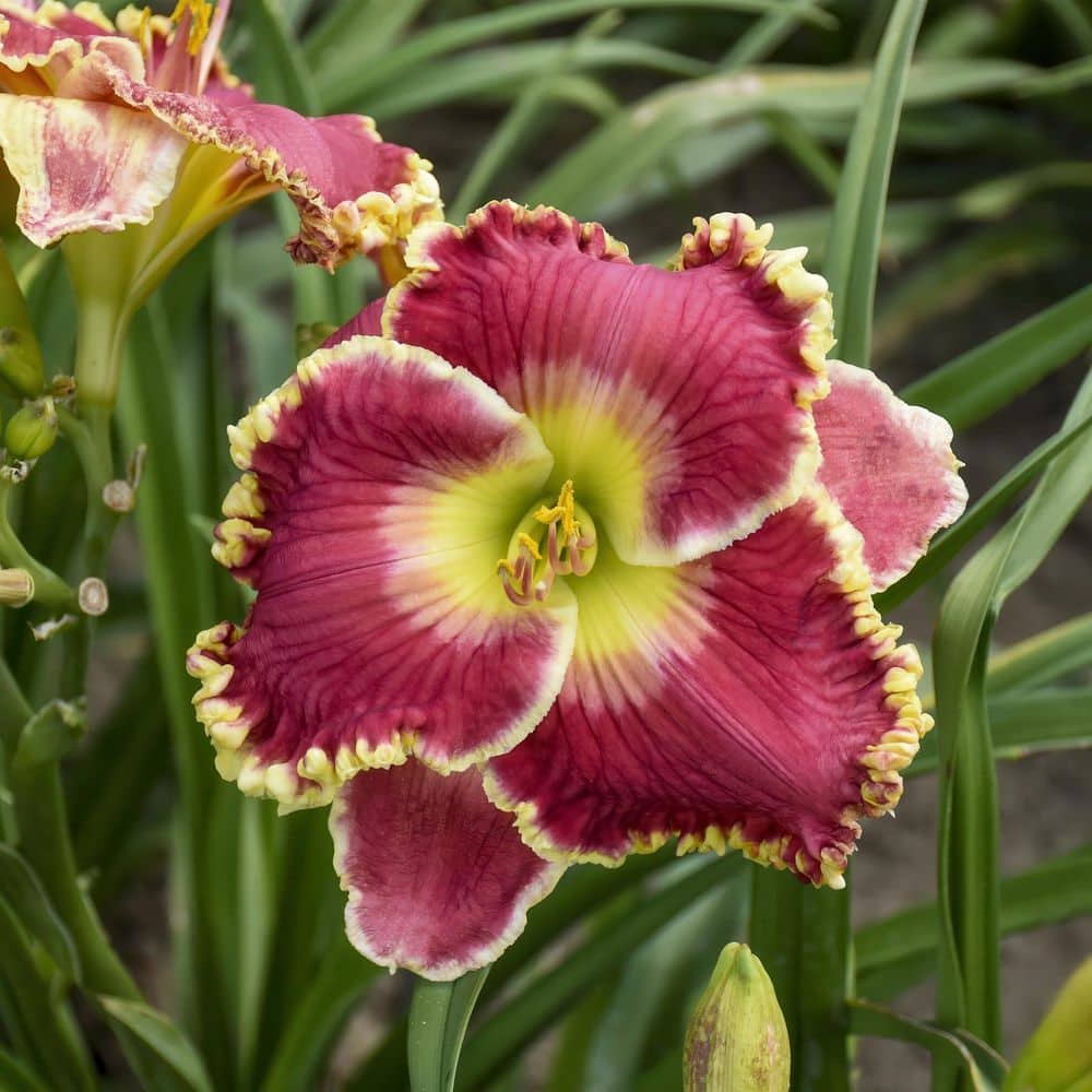 Bare Root Daylily Born to Run (3-Pack) - Hercitys
