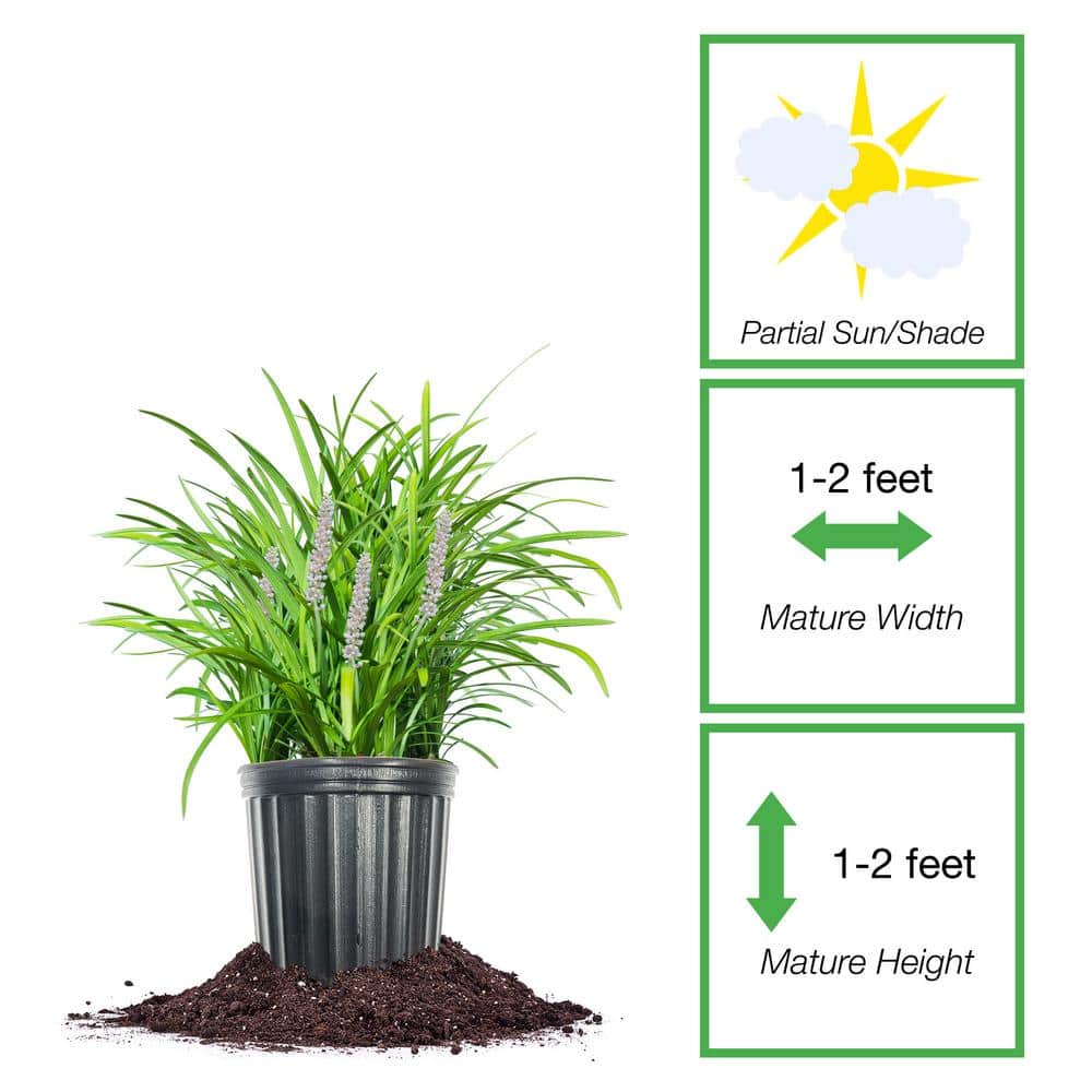 Monroe White Liriope 1 Gal. Growers Pot, White Stalk Flowering Plant - Hercitys